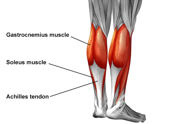 What Is the Achilles Tendon?